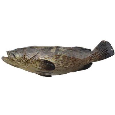 新鲜石斑鱼 600-800g / 条(周二至六供应）