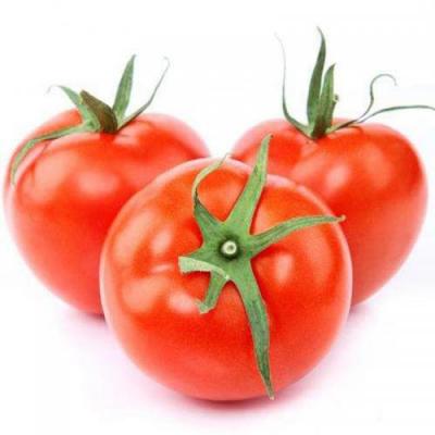 带茎番茄西红柿 - 3粒