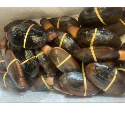 野生象拔蚌 （一只大概150g-200g）