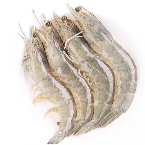 白虾 20kg (20/30）