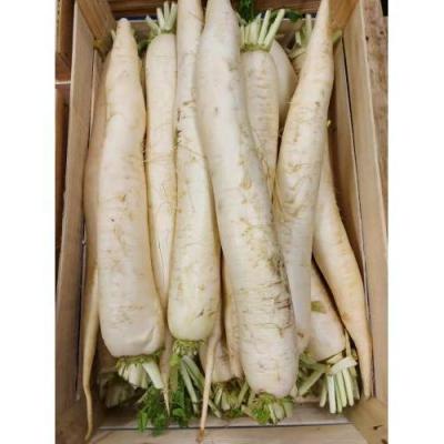 白萝卜 1箱（约10kg）
